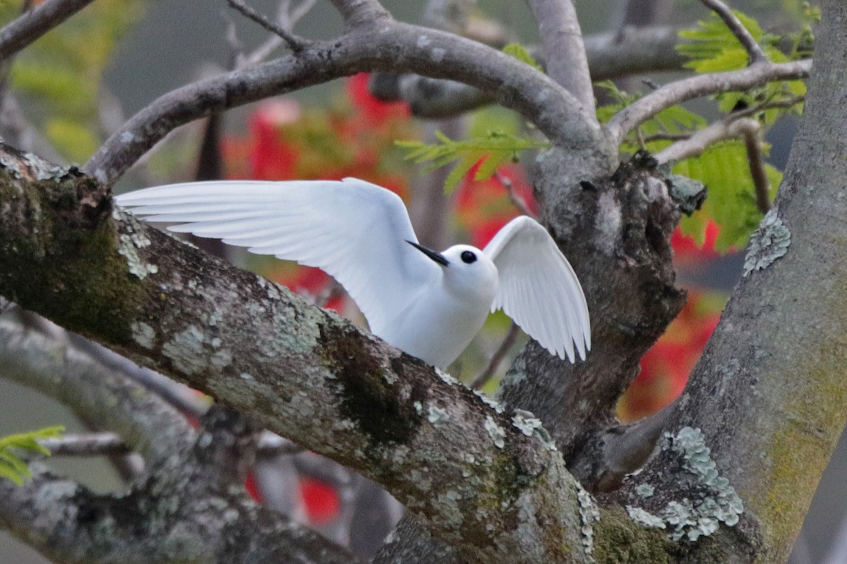 White Tern - Margaret Sloan