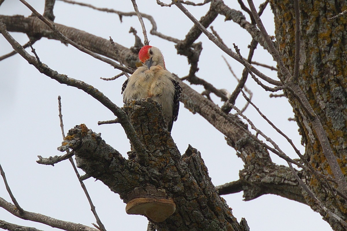 Red-bellied Woodpecker - Gina Sheridan