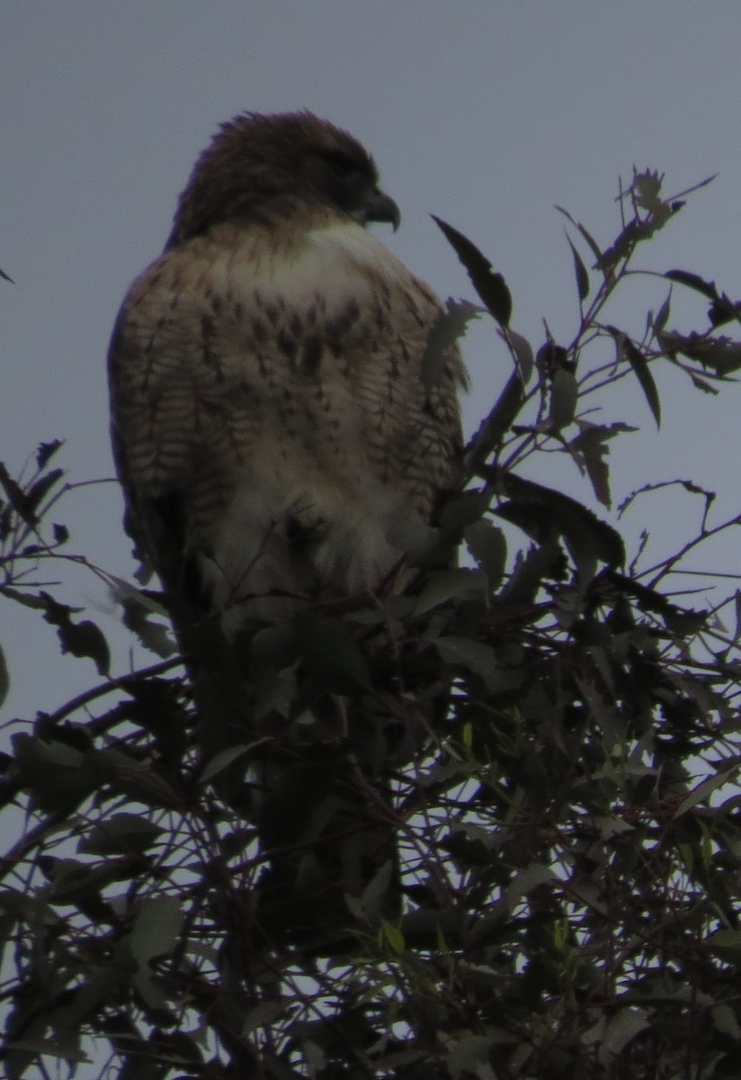 Red-tailed Hawk - ML127925231