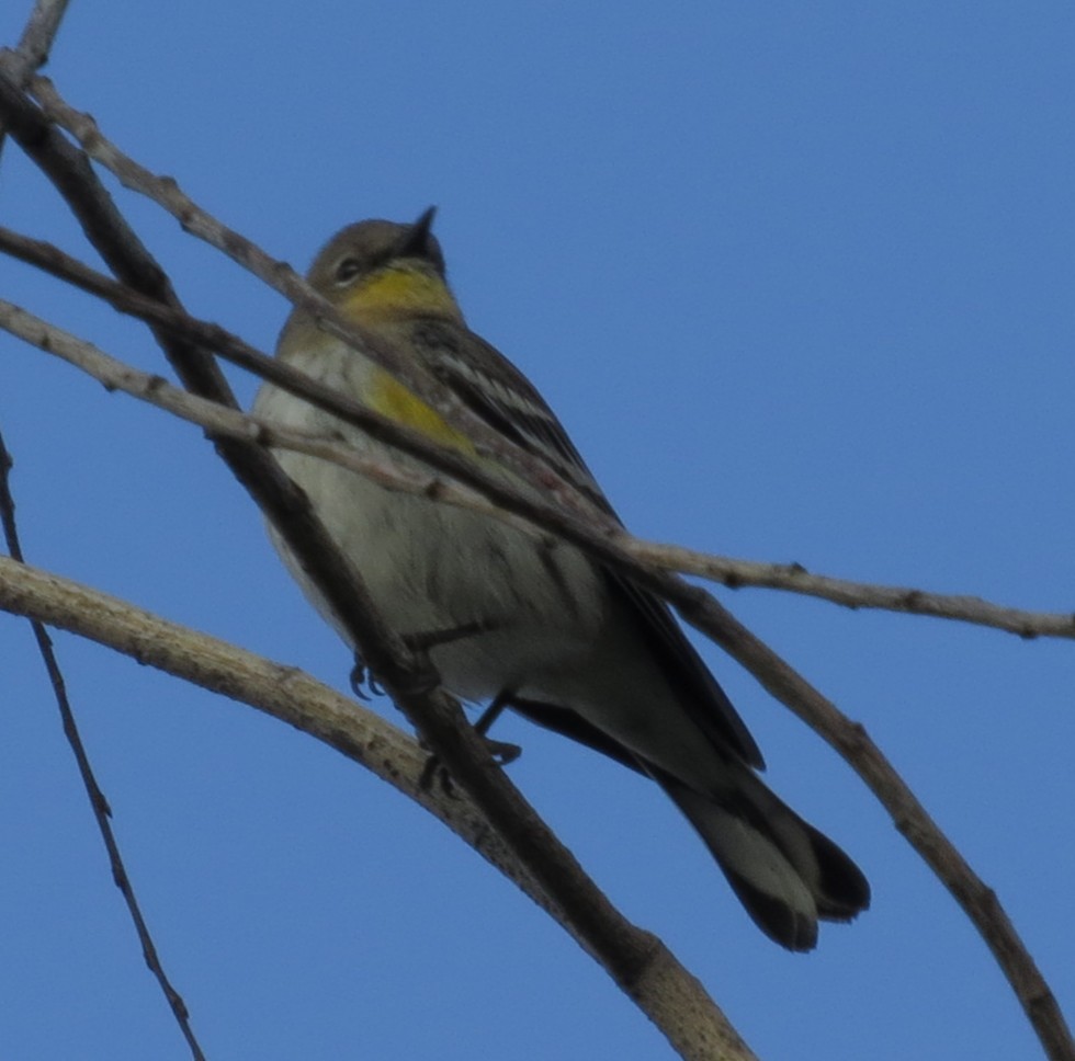 Yellow-rumped Warbler (Audubon's) - ML127925591