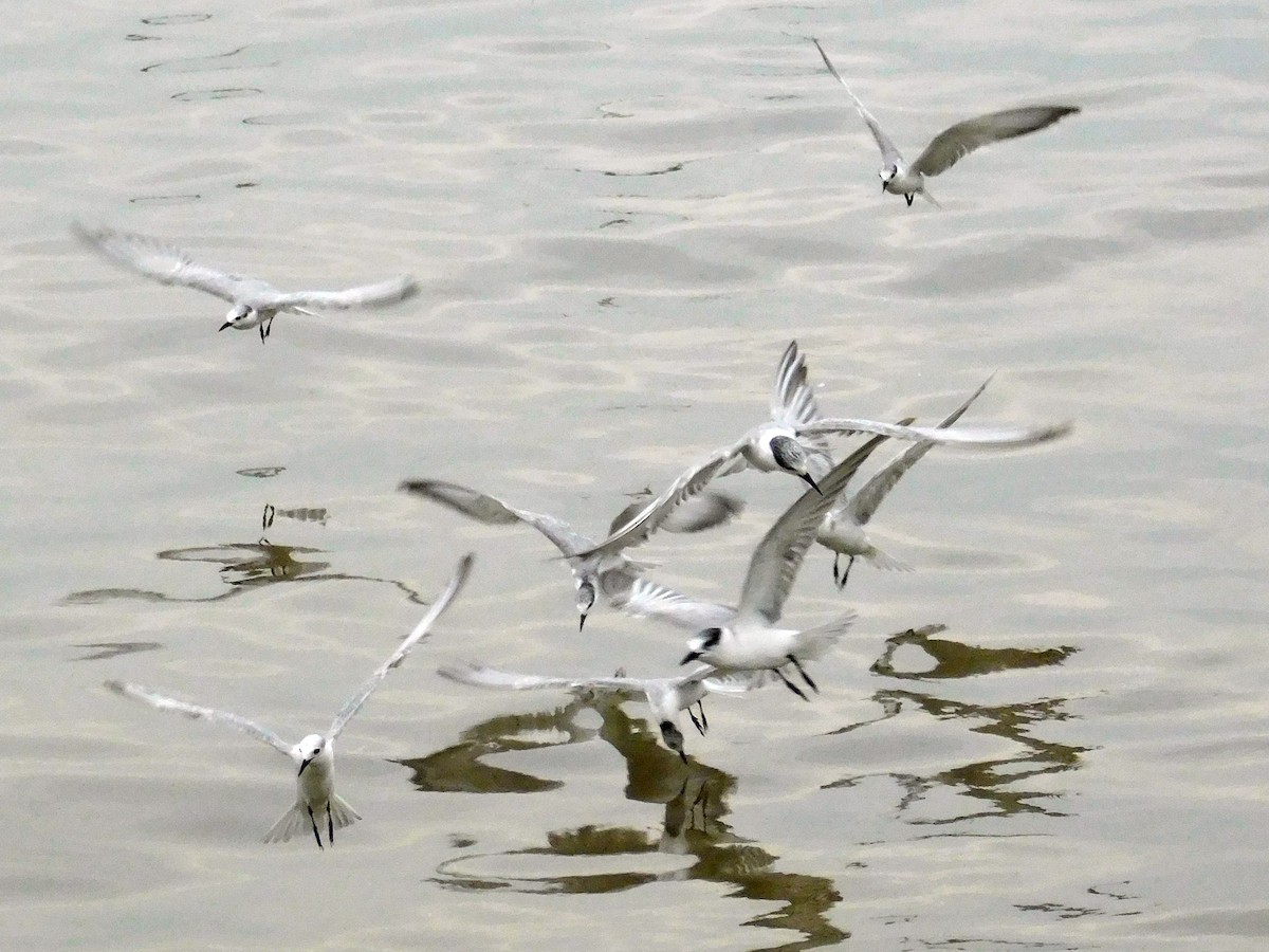 White-winged Tern - piansakd mukkyaprasert