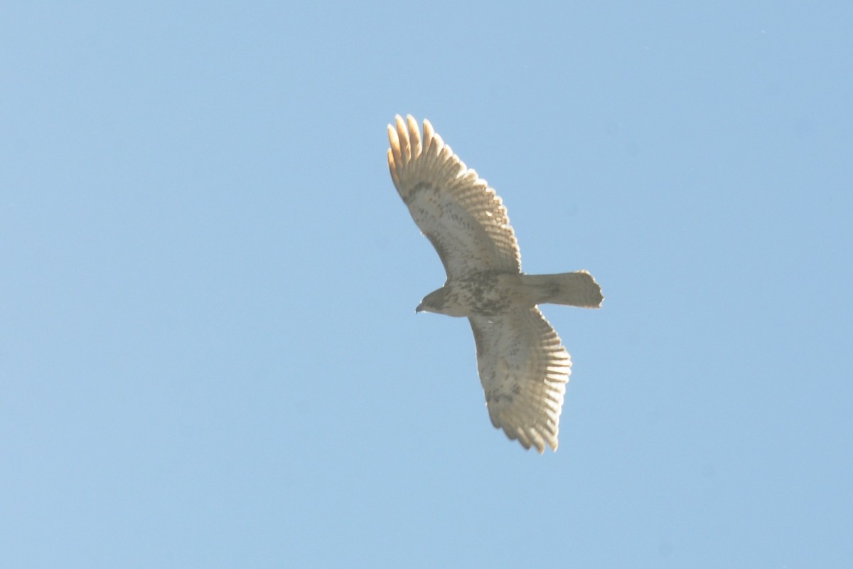 Red-tailed Hawk - ML127925681