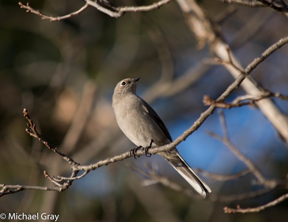 Townsend's Solitaire - ML127926511