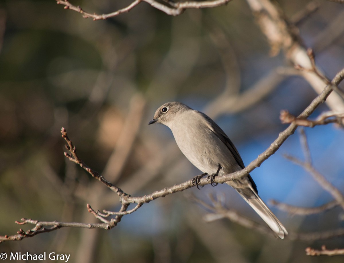 Townsend's Solitaire - Michael Gray