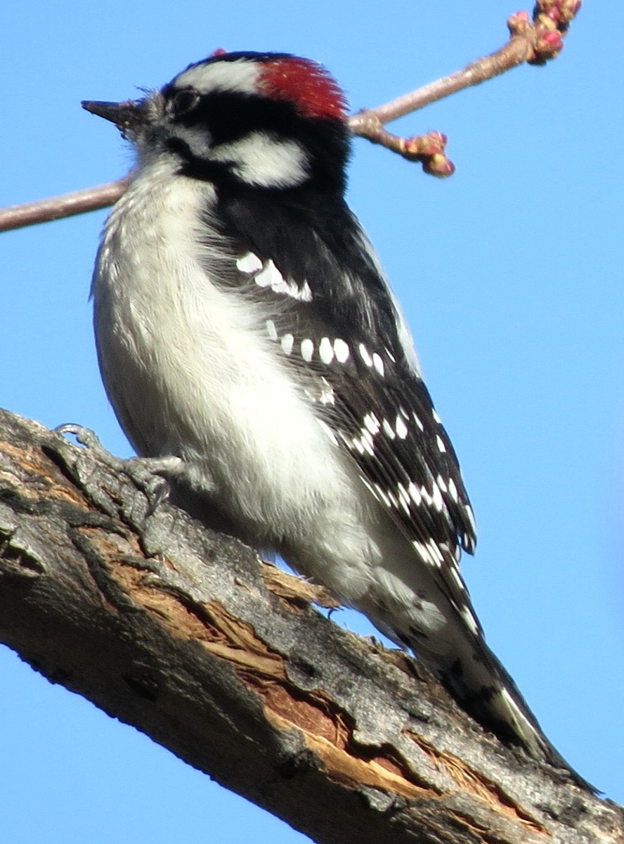 Downy Woodpecker (Rocky Mts.) - Patrick O'Driscoll