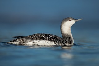 Red-throated Loon