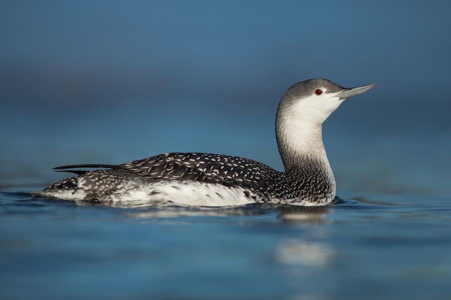Red-throated Loon