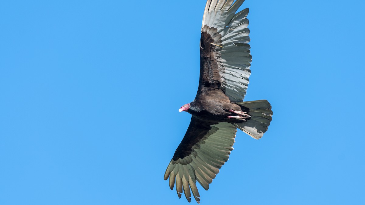Turkey Vulture - Hans Norelius