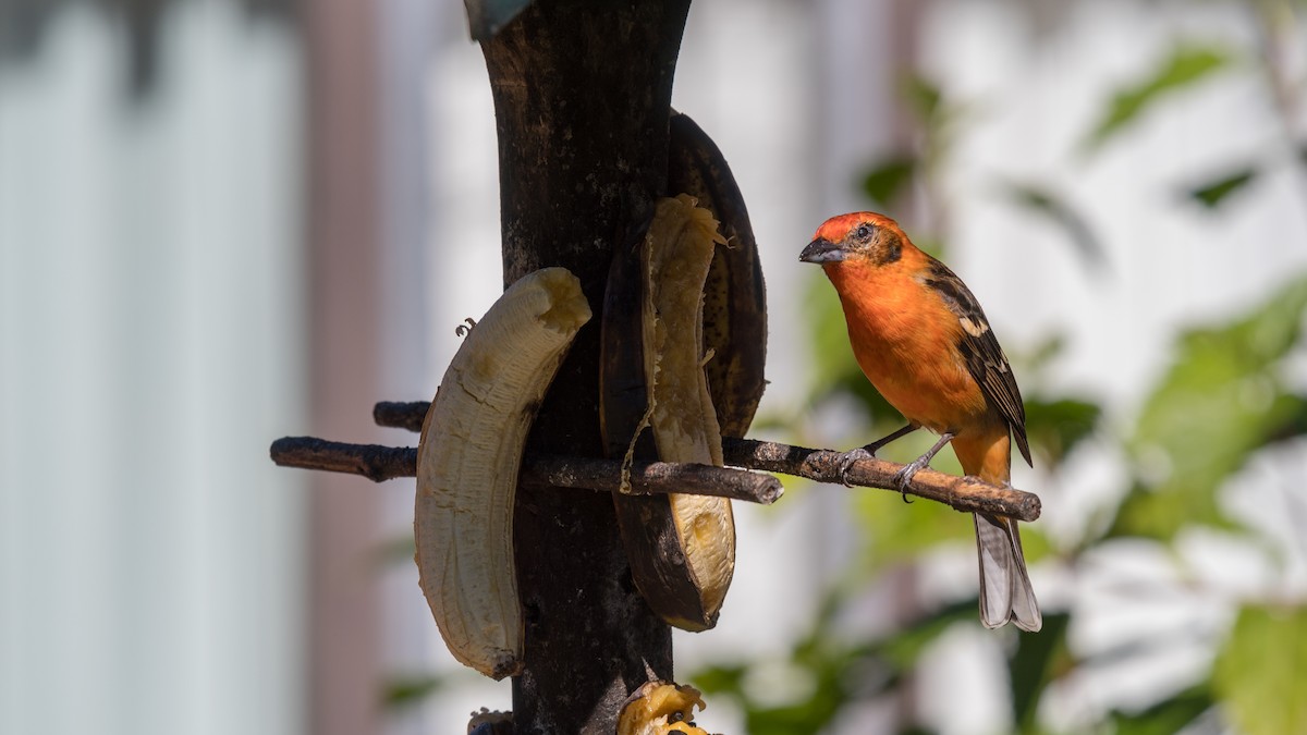 Flame-colored Tanager - Hans Norelius