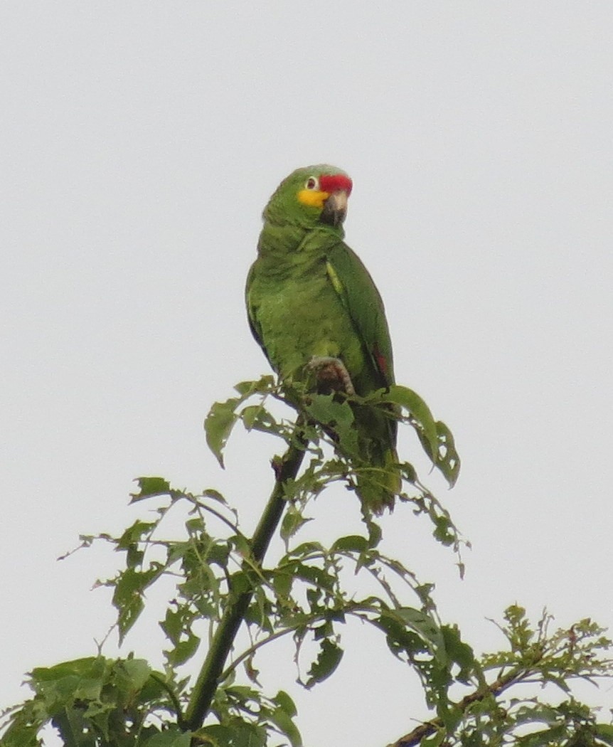 Red-lored Parrot - ML127934261