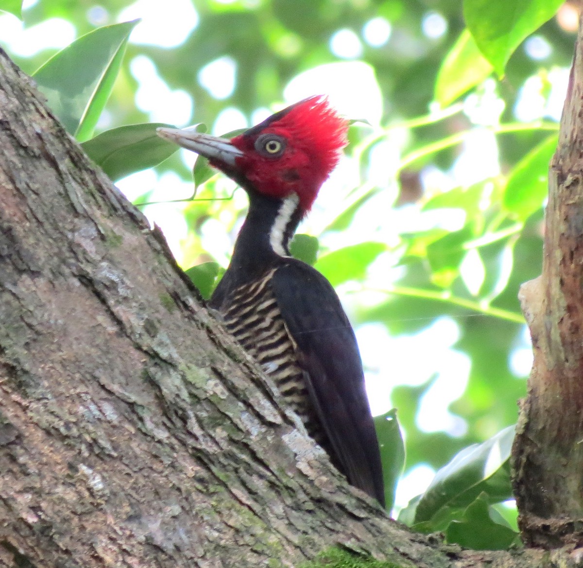 Pale-billed Woodpecker - ML127934741