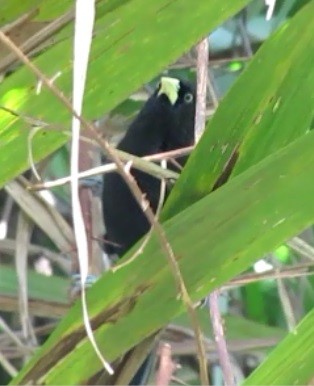 Yellow-billed Cacique - ML127934791