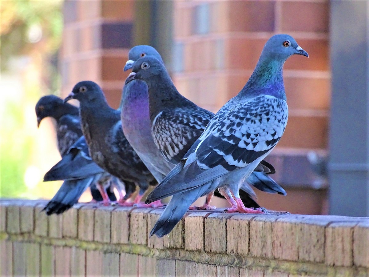 Rock Pigeon (Feral Pigeon) - Richard Murray