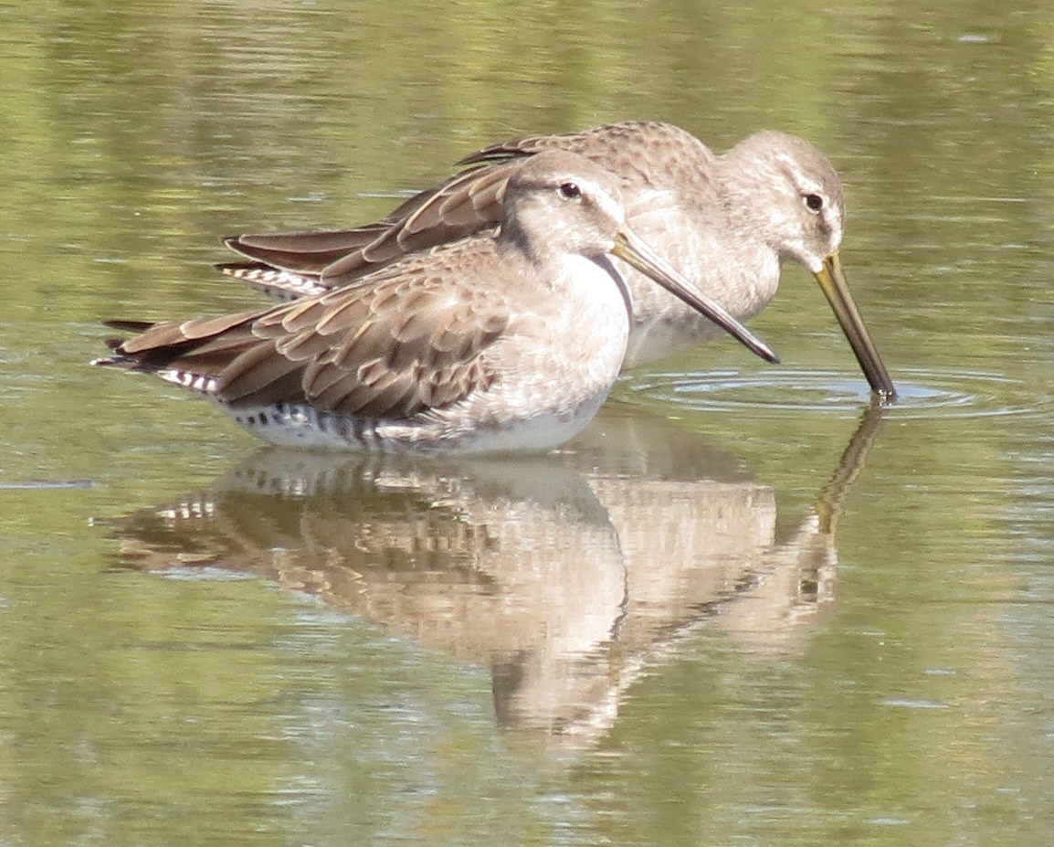 Long-billed Dowitcher - ML127936131