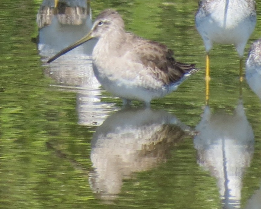 Long-billed Dowitcher - ML127936141