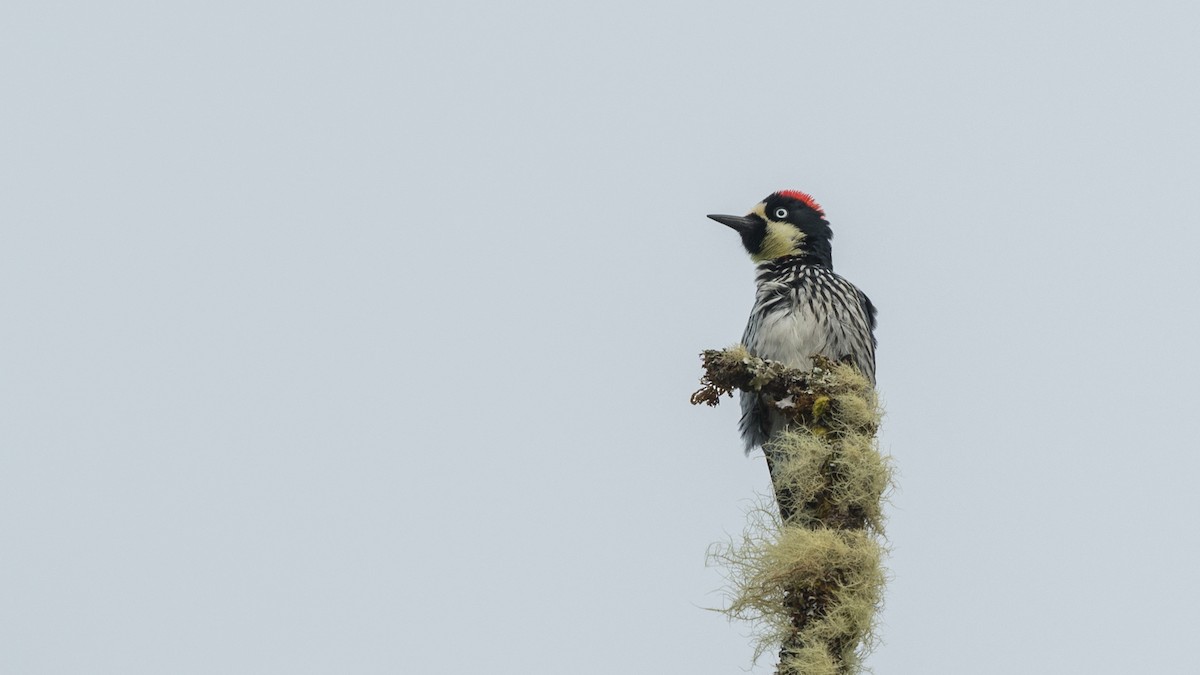 Acorn Woodpecker - Hans Norelius