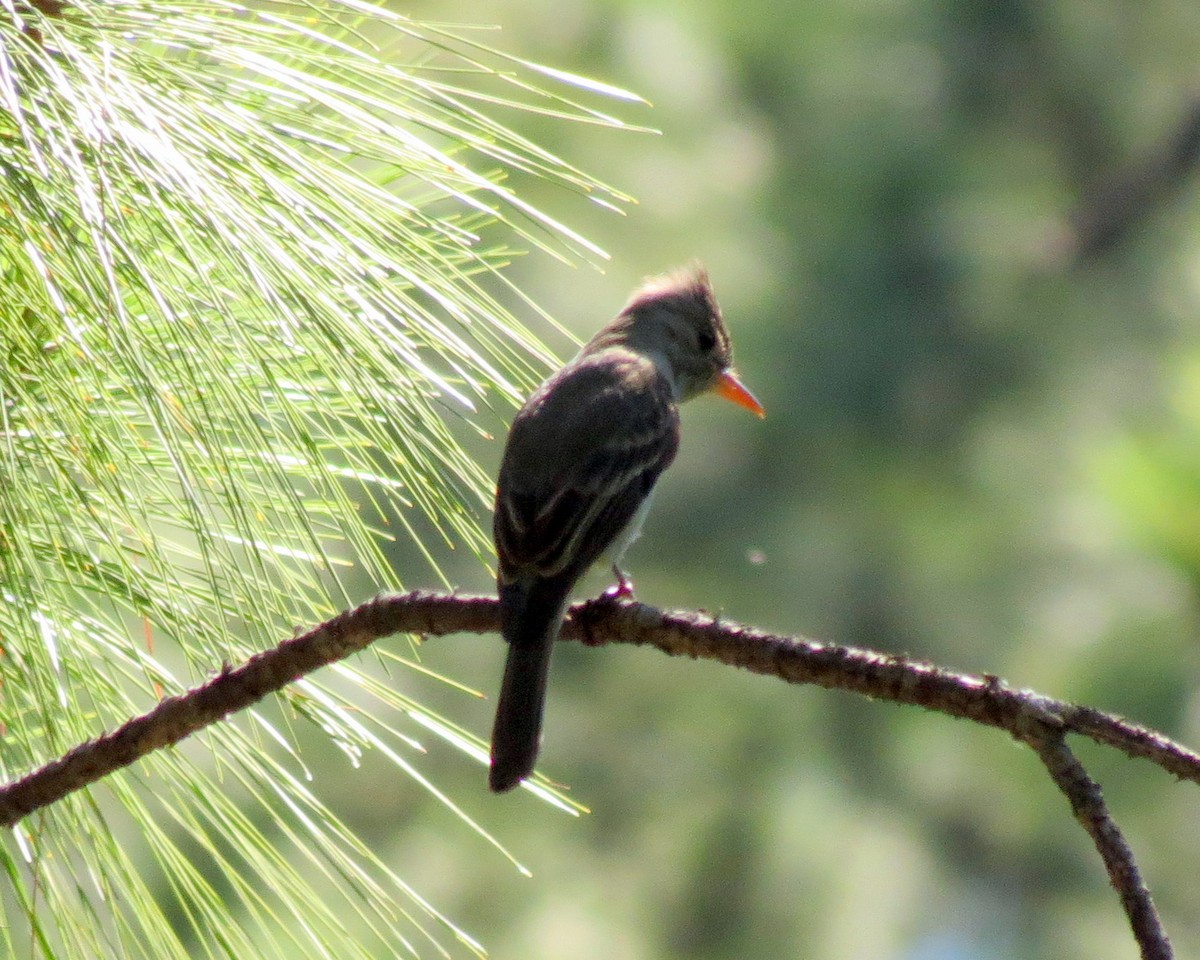 Greater Pewee - ML127938601