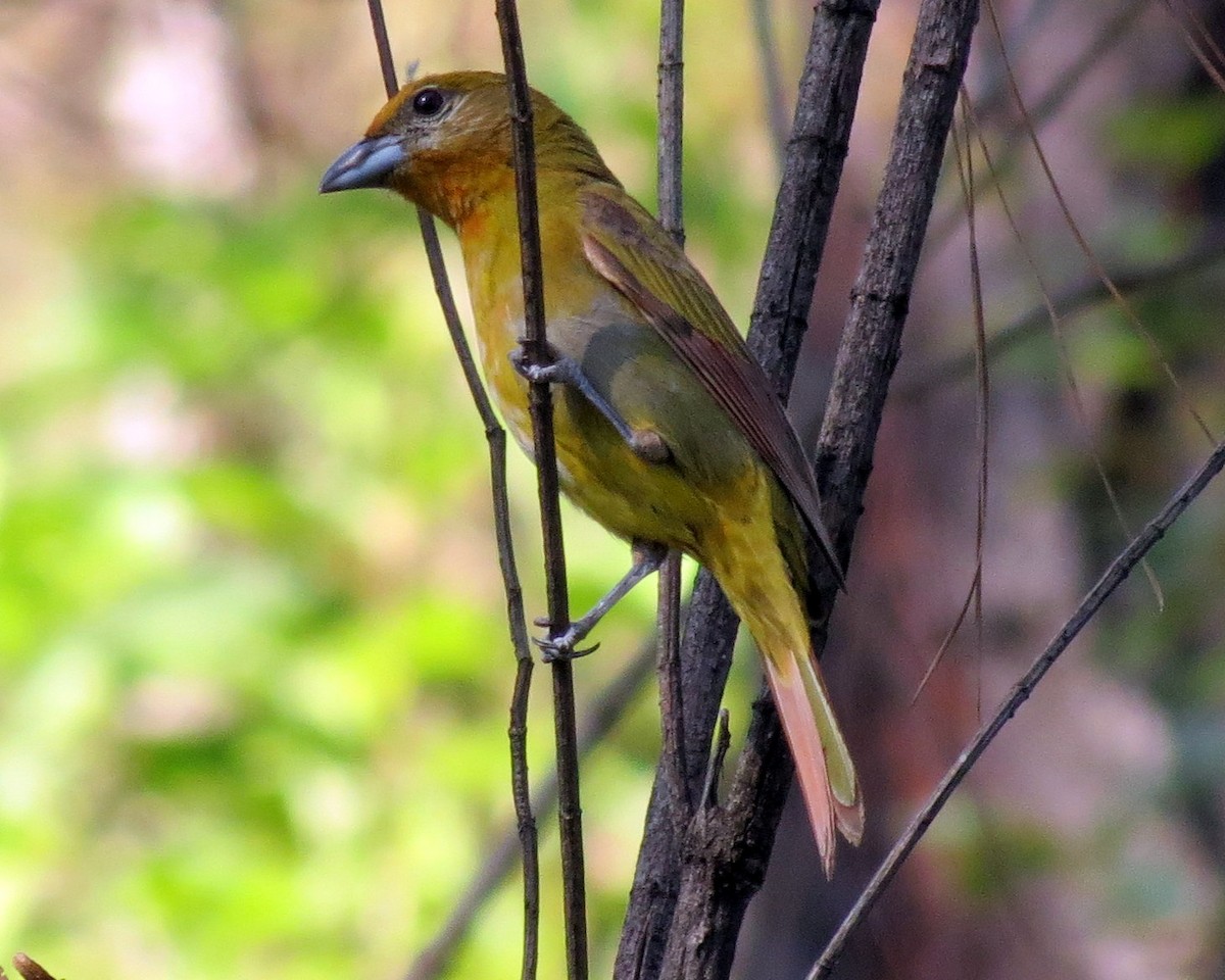 Hepatic Tanager - ML127938691
