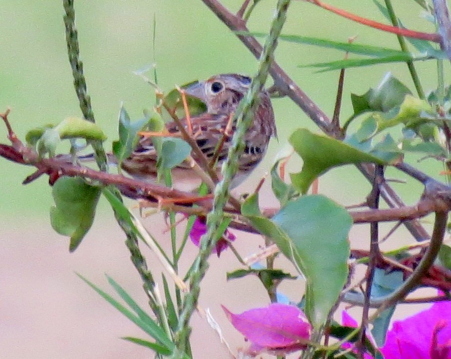 Grasshopper Sparrow - Oliver  Komar