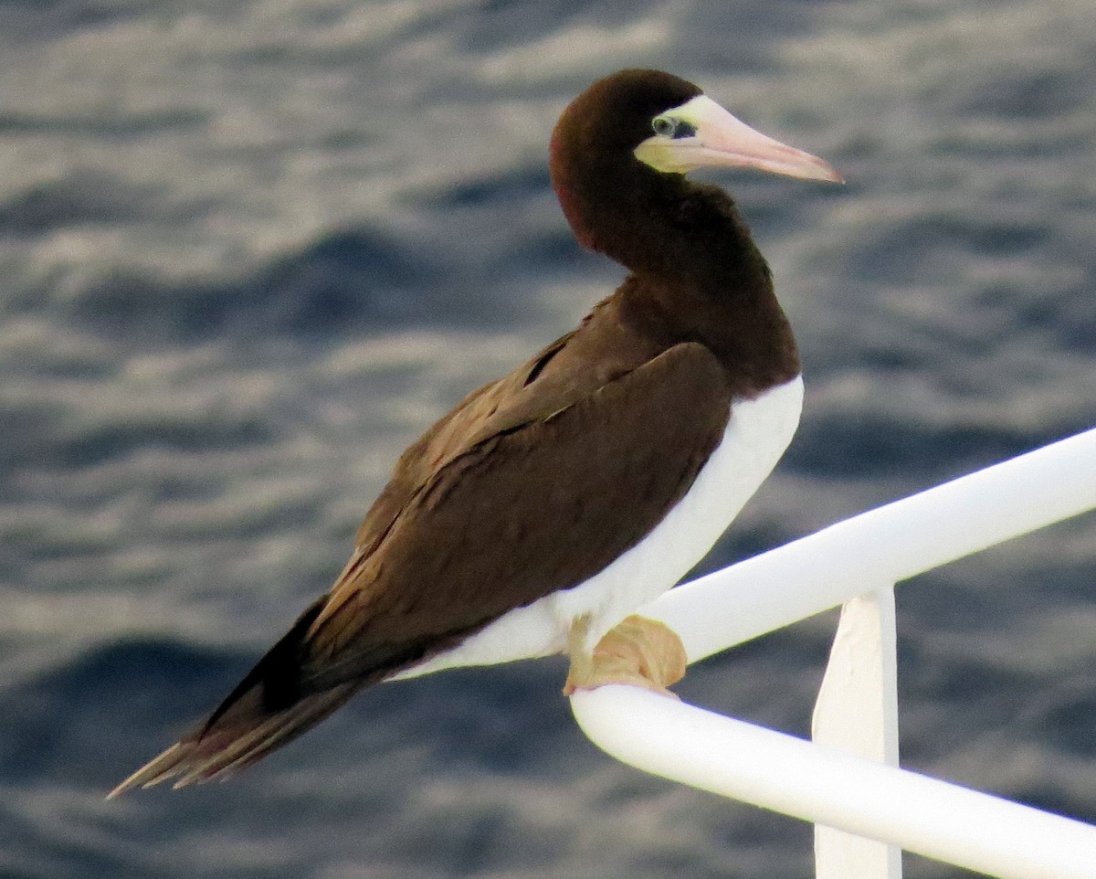 Brown Booby - Oliver  Komar