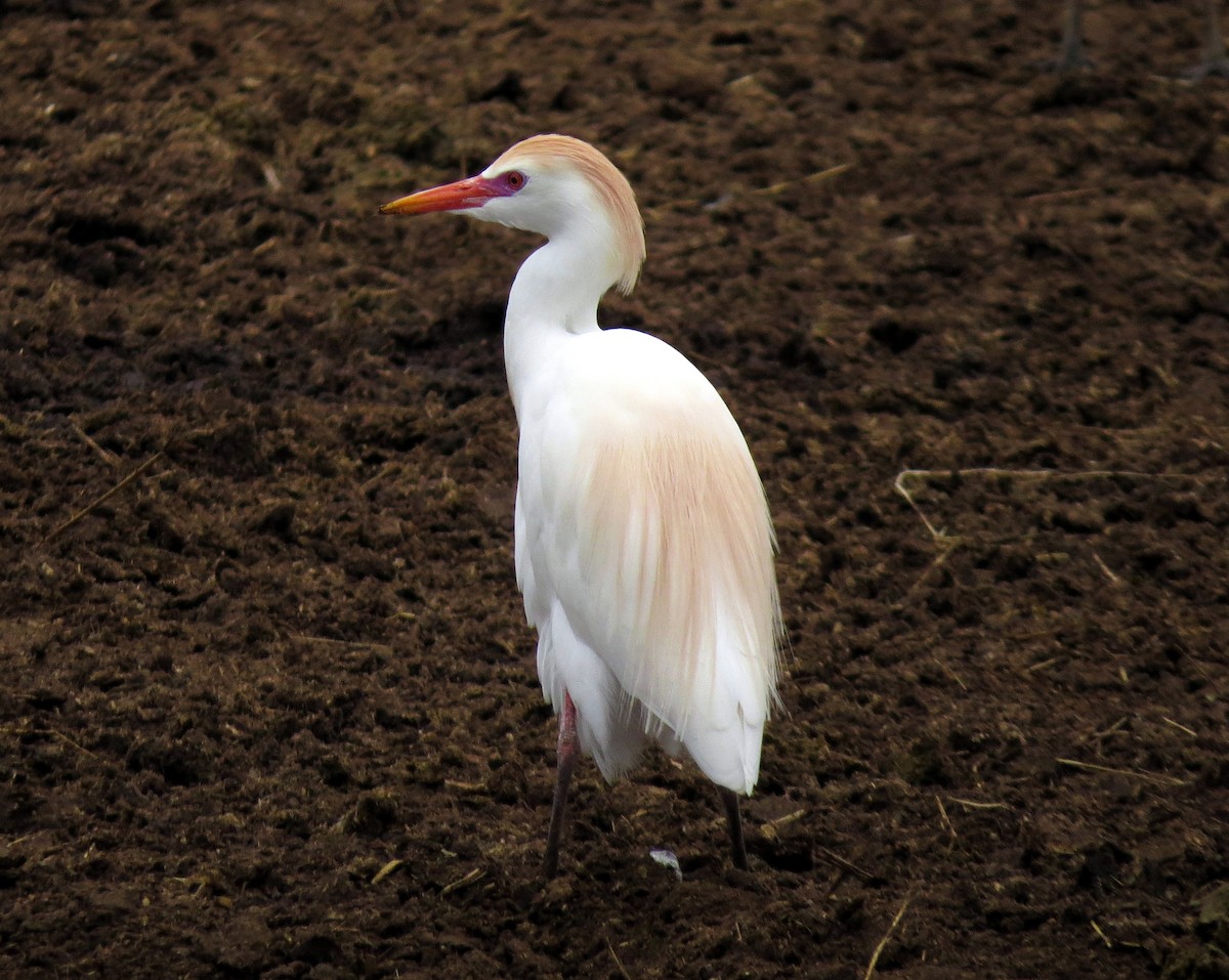 Western Cattle Egret - Oliver  Komar