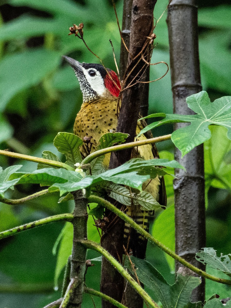 Spot-breasted Woodpecker - ML127946681