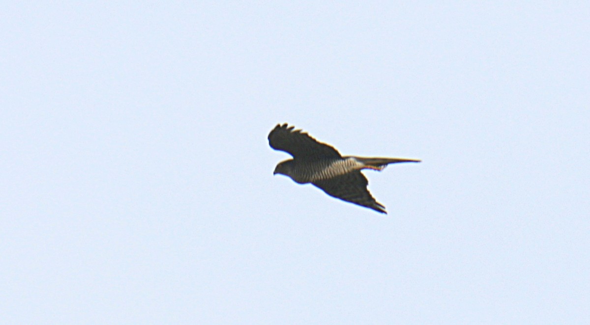 Eurasian Sparrowhawk - ML127947901