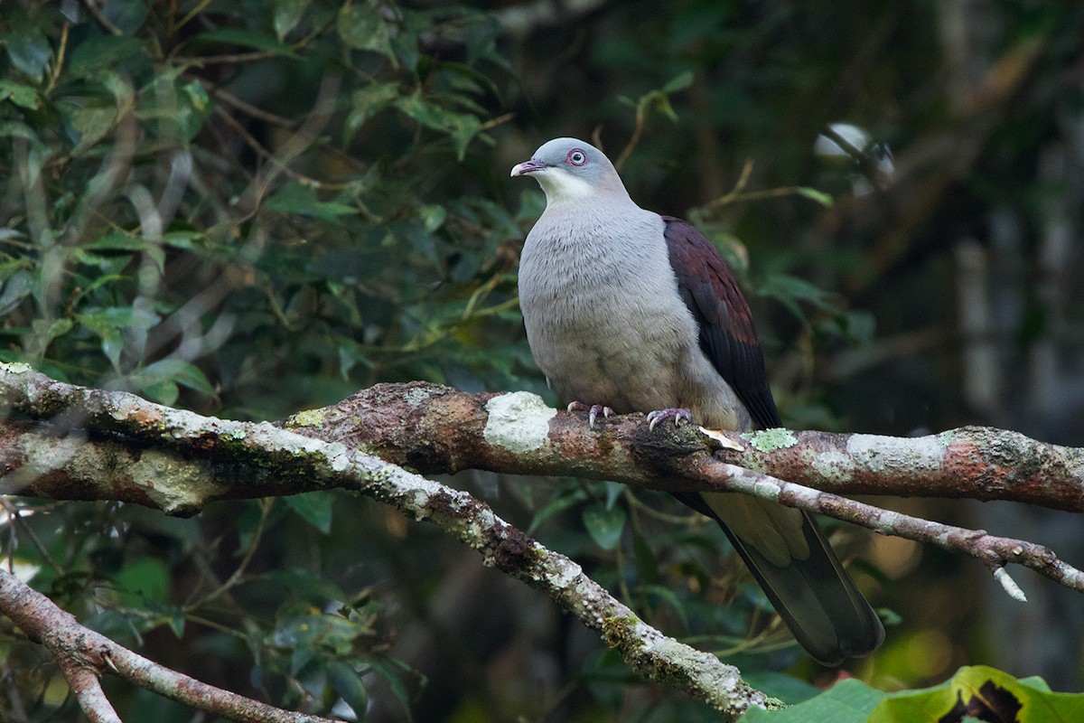 Mountain Imperial-Pigeon - ML127950481