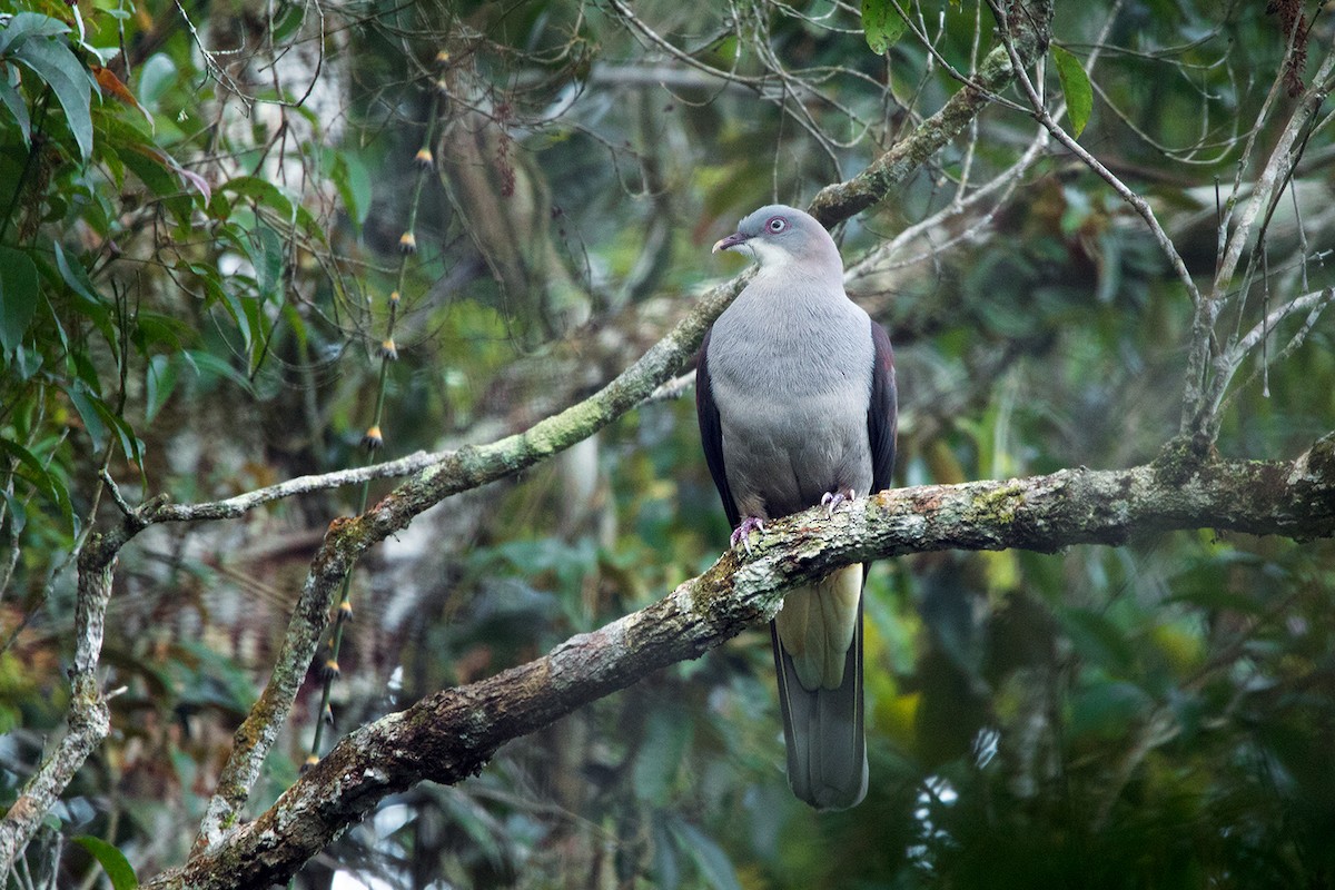 Mountain Imperial-Pigeon - Ayuwat Jearwattanakanok