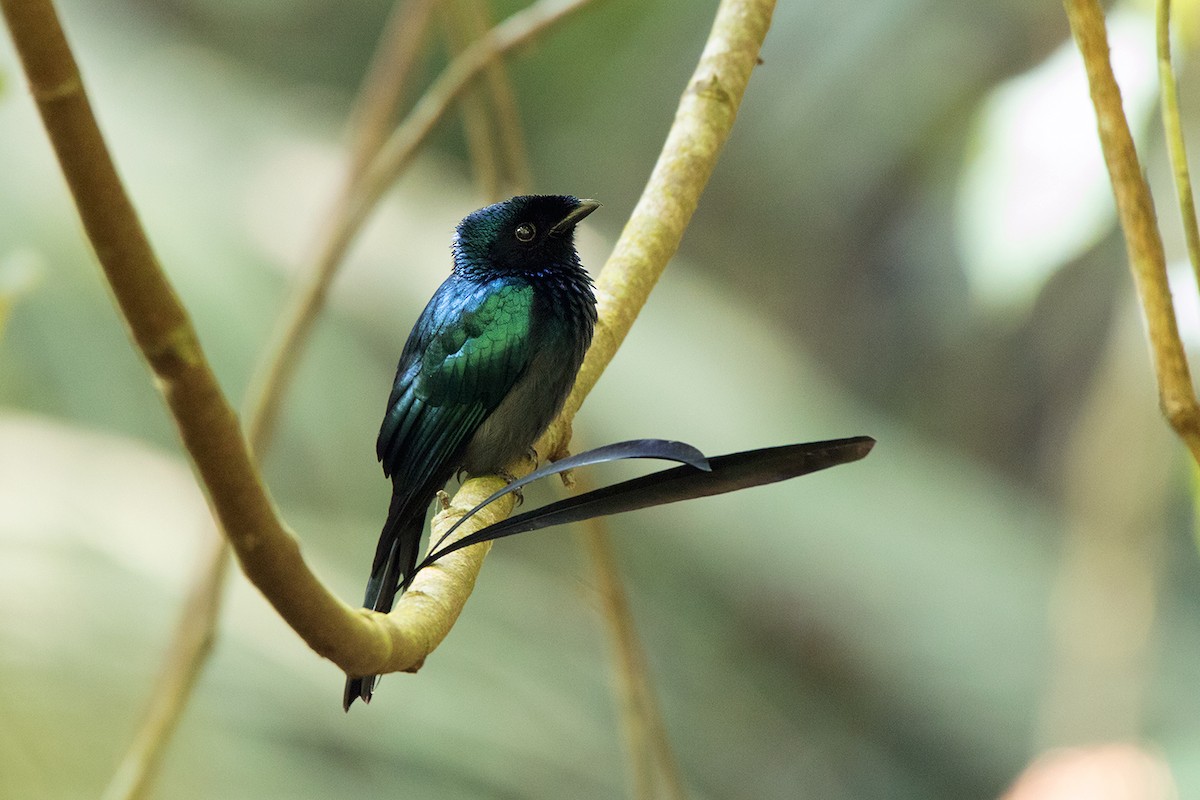 Lesser Racket-tailed Drongo - ML127950571