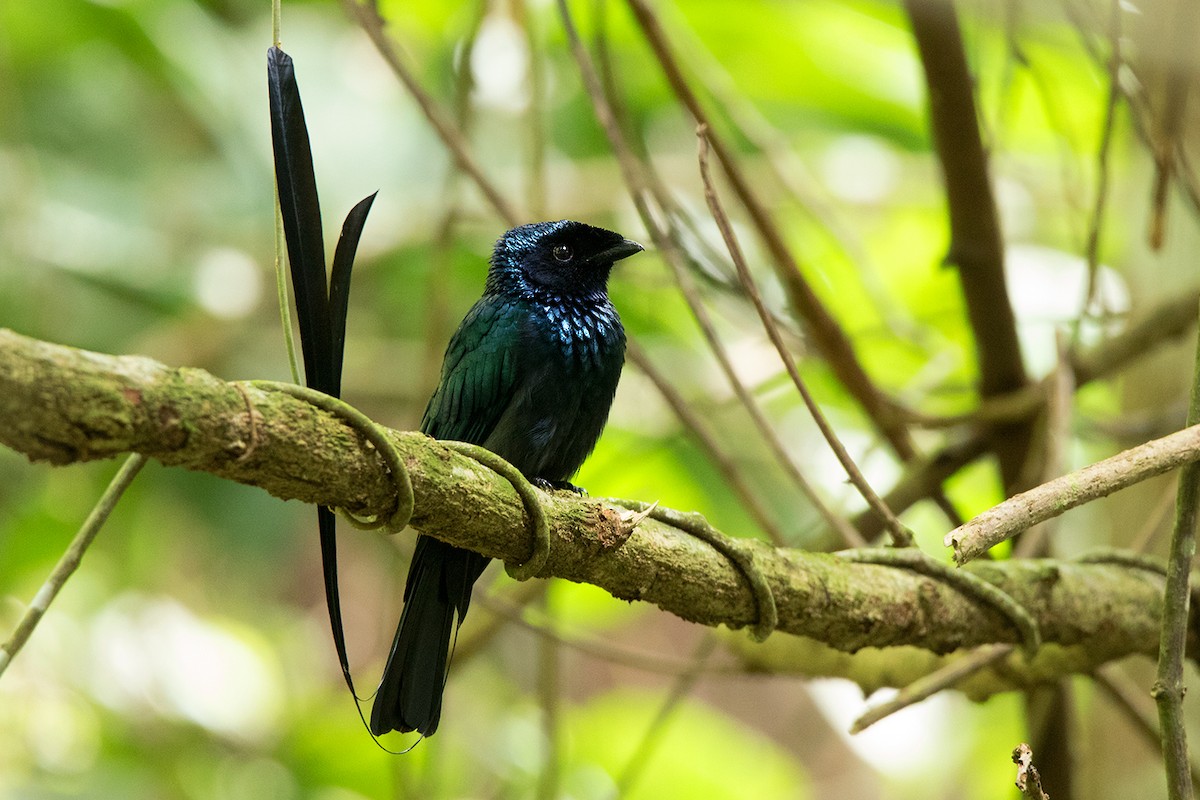 Lesser Racket-tailed Drongo - ML127950581