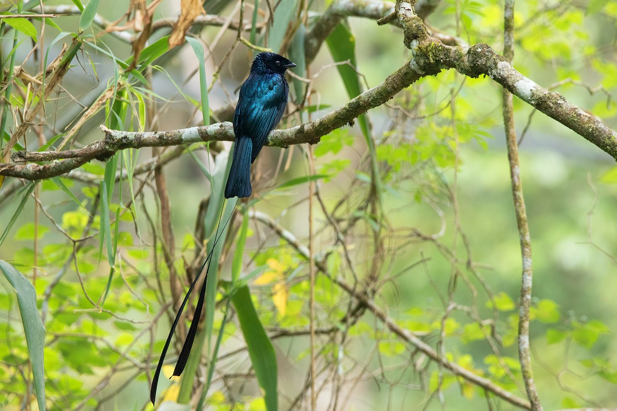 Lesser Racket-tailed Drongo - ML127950591