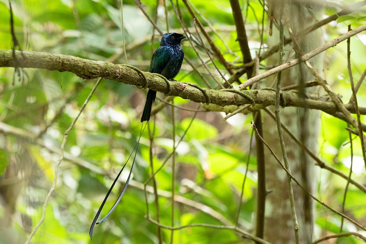 Lesser Racket-tailed Drongo - ML127950601