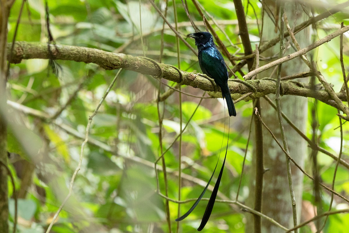 Lesser Racket-tailed Drongo - ML127950611