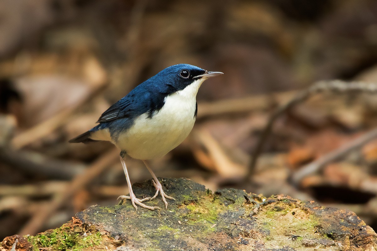 Siberian Blue Robin - Ayuwat Jearwattanakanok