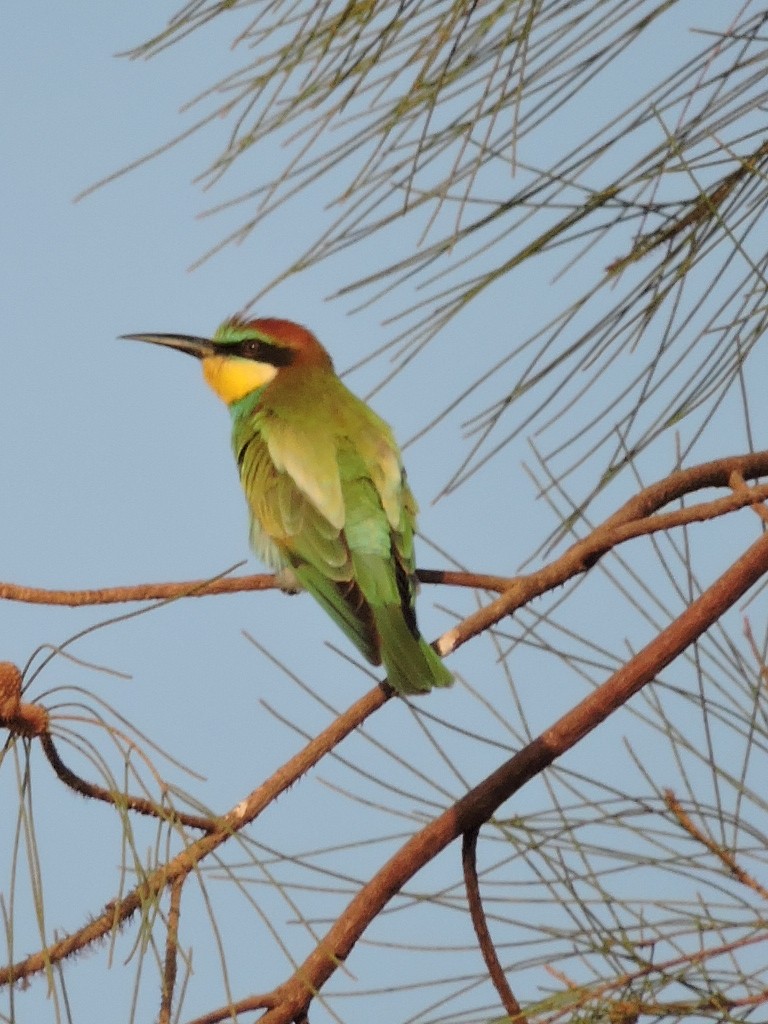 European Bee-eater - Martin Pitt