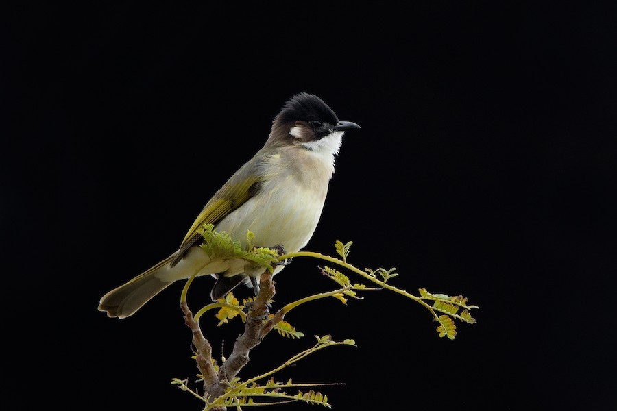 Light-vented Bulbul (hainanus) - eBird