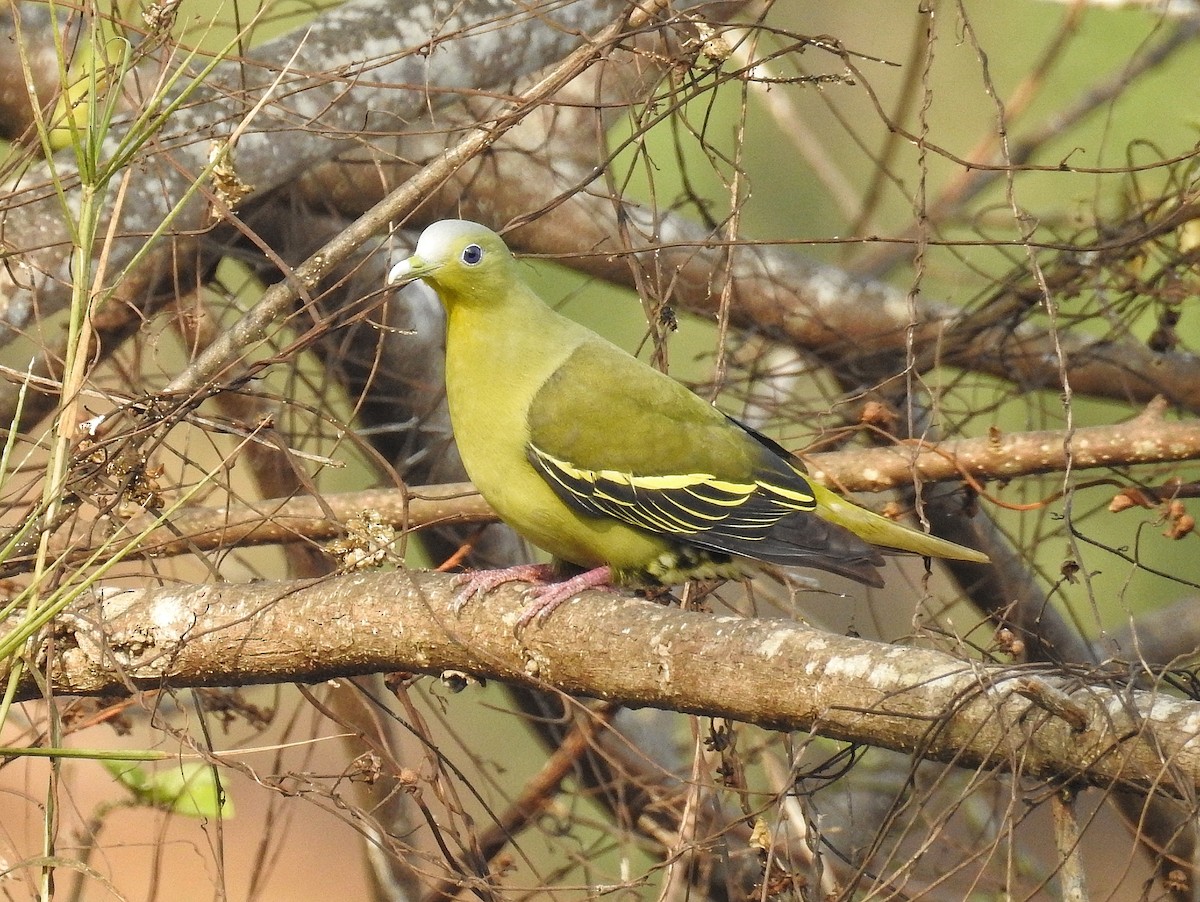 Gray-fronted Green-Pigeon - Afsar Nayakkan