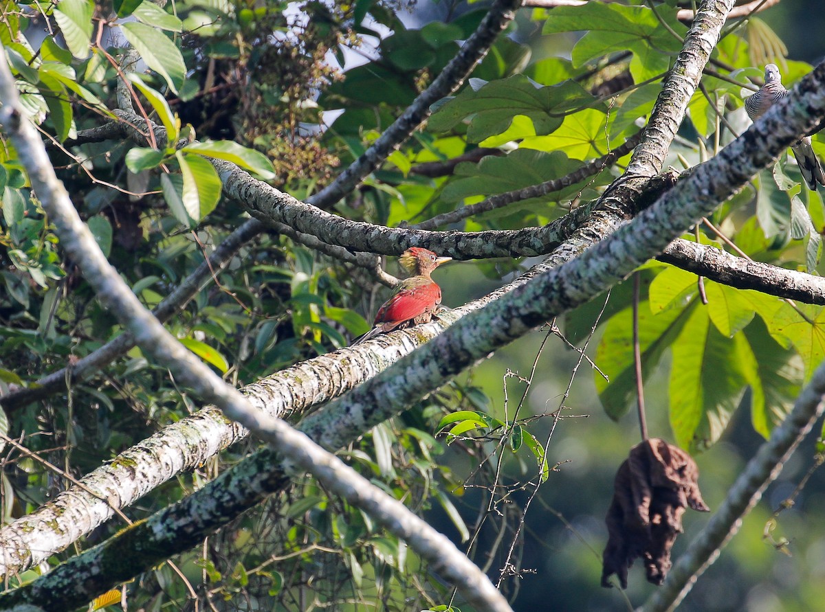 Crimson-winged Woodpecker - Neoh Hor Kee