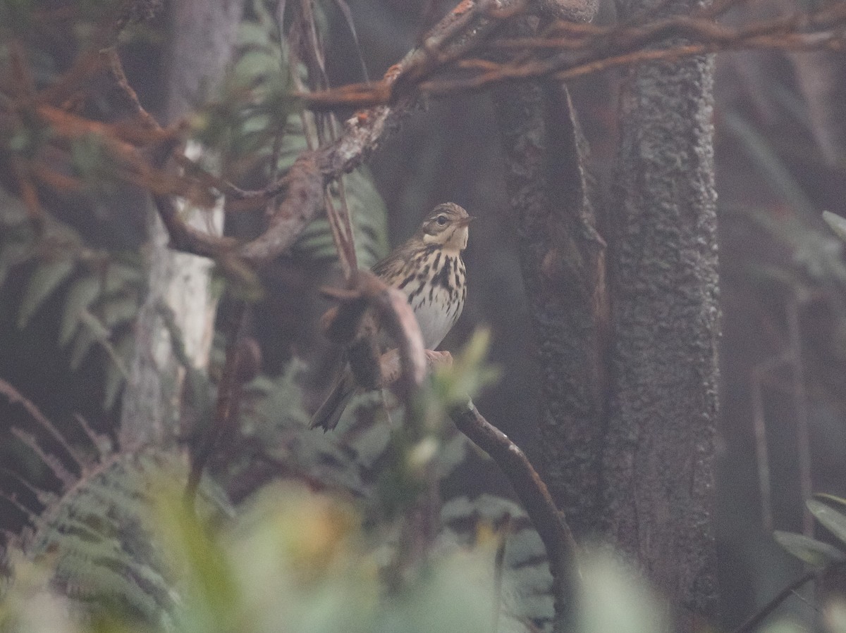 Olive-backed Pipit - Neoh Hor Kee