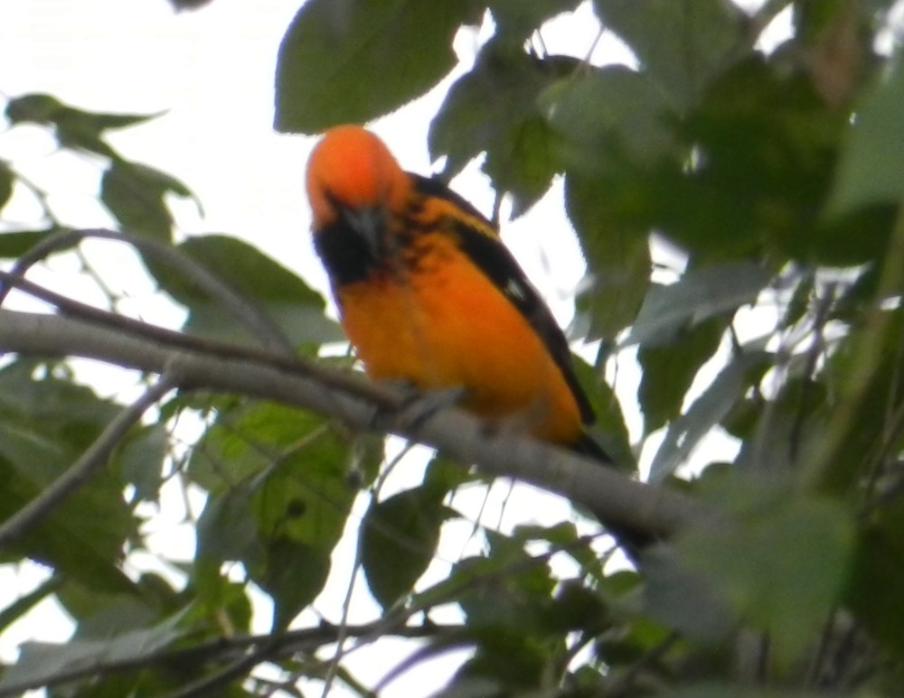 Spot-breasted Oriole - ML127957241