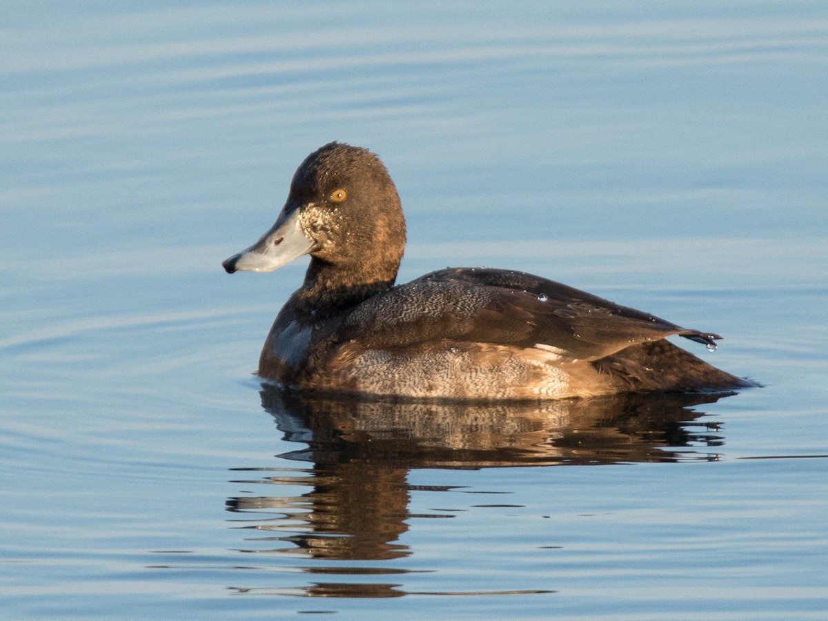 Greater Scaup - Howard Patterson