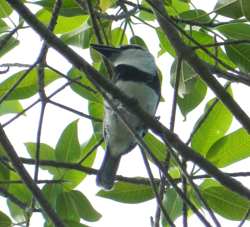 White-necked Puffbird - Orlando Jarquín