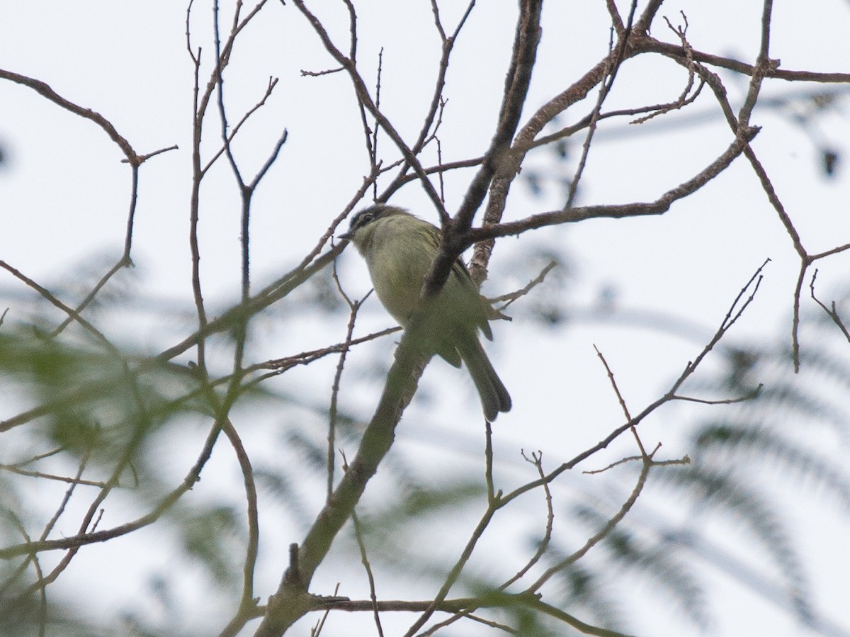 Spectacled Tyrannulet - Jeff Tingle