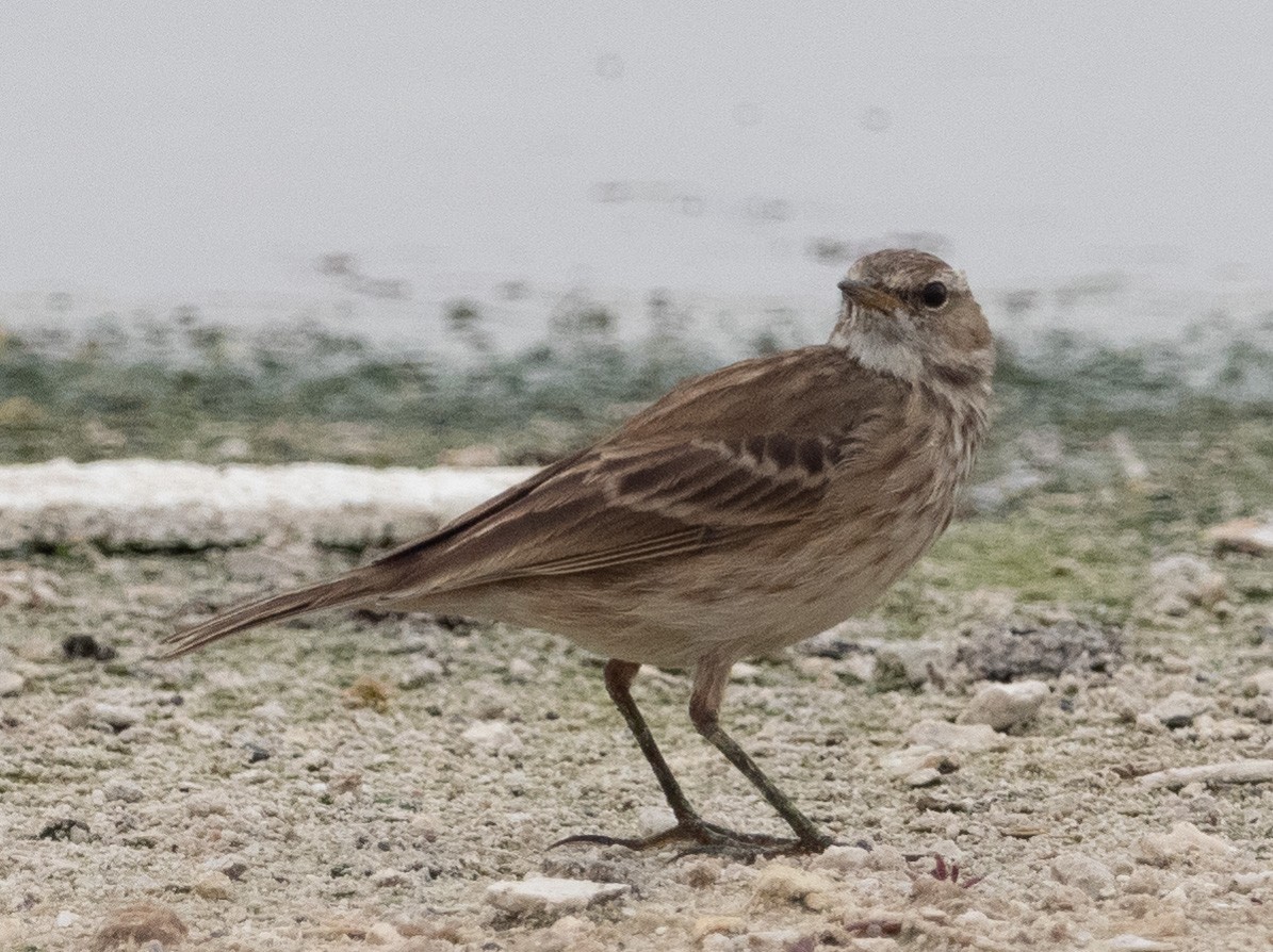 Water Pipit - William Stephens