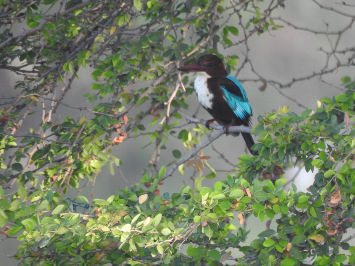 White-throated Kingfisher - Ganeshwar S V