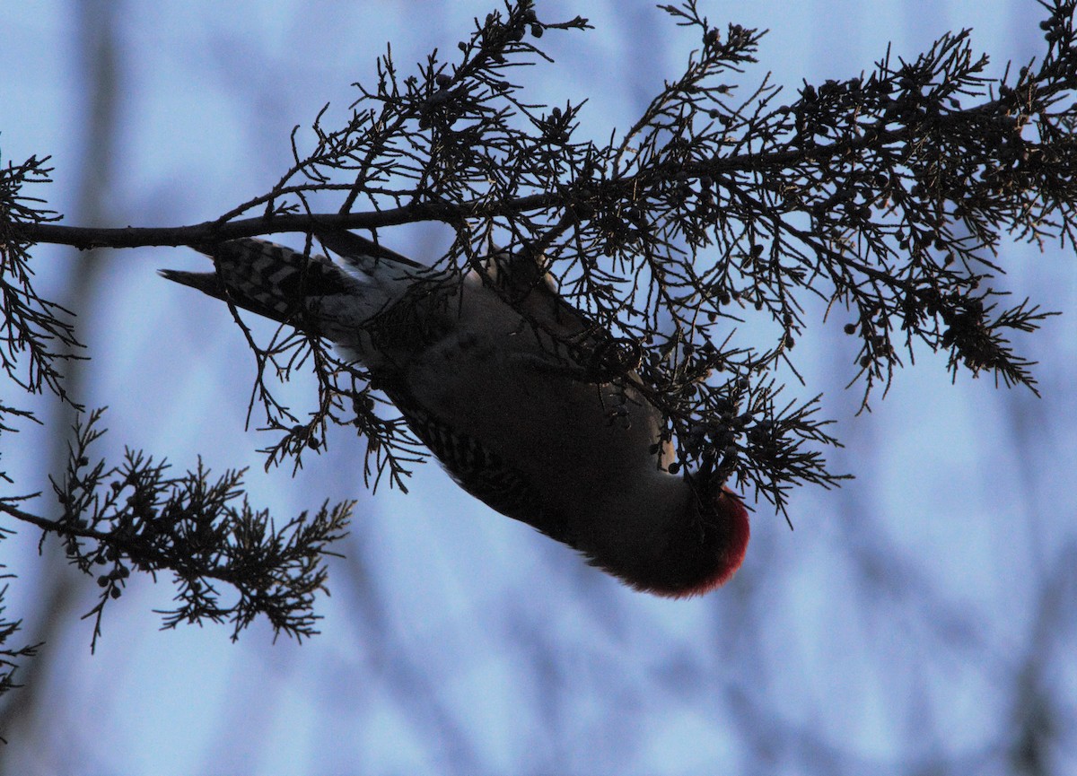 Red-bellied Woodpecker - Daniel Loss