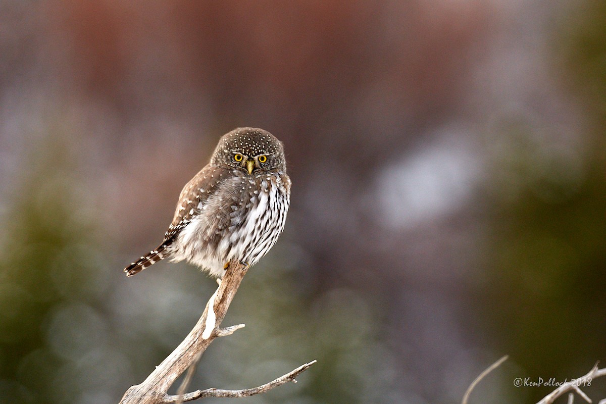 Northern Pygmy-Owl - Ken Pollock