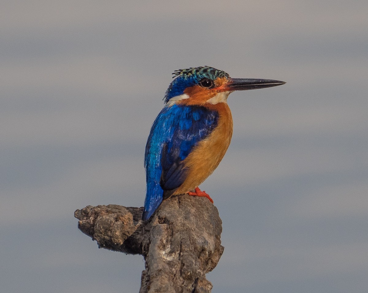 Malagasy Kingfisher - ML127964831