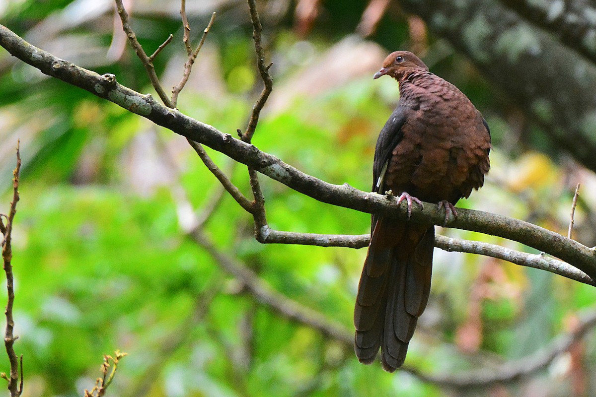Philippine Cuckoo-Dove - ML127964971